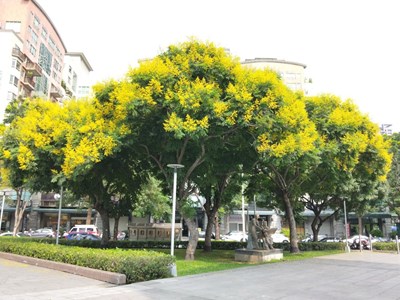 「金黃盛開」欒樹季　中市賞花秘境處處